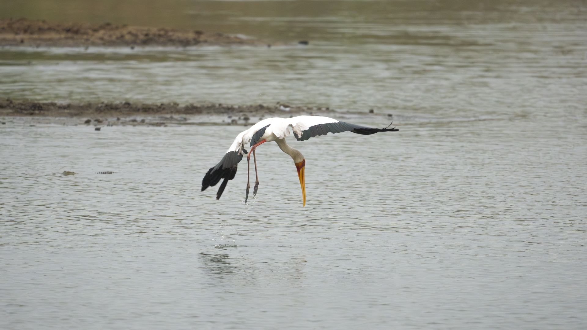 Kruger25 2025 10 30 13 15 38 ILCE 1M2 840
